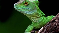 Reptiles basilisk lizards