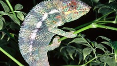 Reptiles chameleons