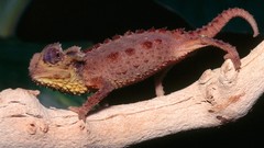 Reptiles chameleons