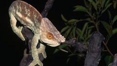 Reptiles chameleons