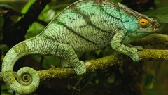 Reptiles chameleons