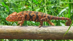 Reptiles chameleons