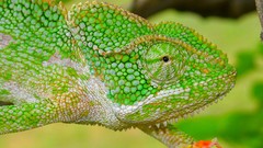 Reptiles chameleons