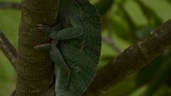 Reptiles chameleons