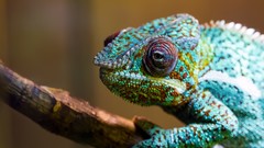 Reptiles chameleons