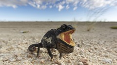 Reptiles chameleons deserts