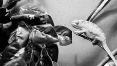 Reptiles chameleons grayscale