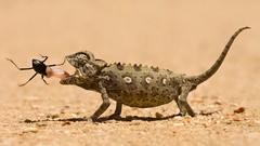 Reptiles eating chameleons