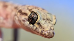 Reptiles geckos