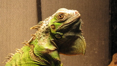 Reptiles iguana