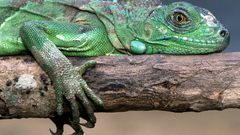 Reptiles iguana