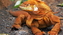 Reptiles iguana