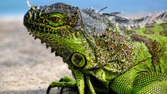 Reptiles iguana