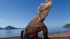 Reptiles Komodo dragons