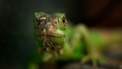 Reptiles lizards depth of field