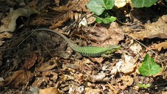 Reptiles lizards fallen leaves
