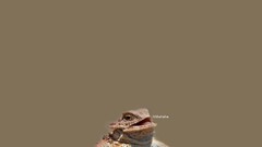 Reptiles lizards laughing Typography Animals memes