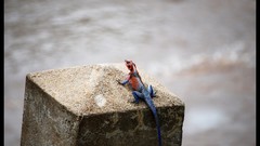 Reptiles lizards Red-headed Rock Agama