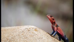 Reptiles lizards Red-headed Rock Agama