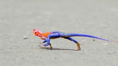 Reptiles lizards Red-headed Rock Agama