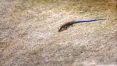 Reptiles lizards skink