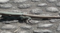 Reptiles multiscreen