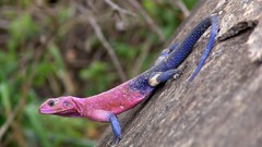 Reptiles Red-headed Rock Agama