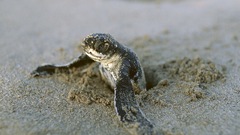 Reptiles sand turtles