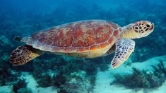 Reptiles sea turtles