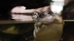 Reptiles split-view alligators