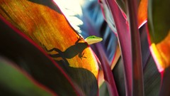 Reptiles tropical lizards geckos