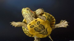 Reptiles turtles