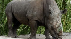 Rhino Wild Animals animal