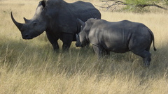 Rhinoceros Africa