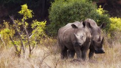 Rhinoceros chrome safari Mario Moreno