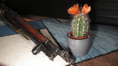 Rifles Guns weapons cactus