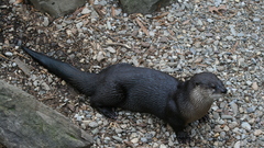 River otter at The