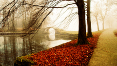 River red leafs autumn