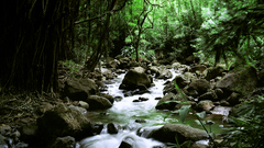 River tree forest scenery stream