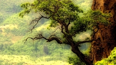 River tree Washington The over oak columbia