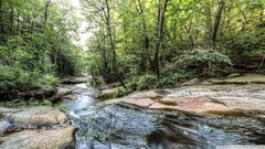 river Trees nature forest