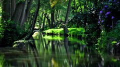 Rivers forests