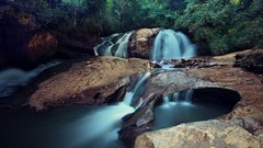 Rivers forests flora