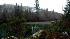 Rivers forests woods