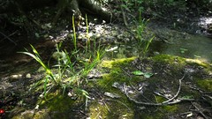 Rivers grass moss streams