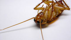 Roach cockroach bugs gardon