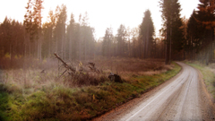 Road forest path outside klippan