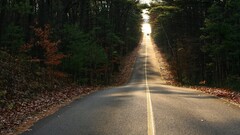 road forest Trees landscape