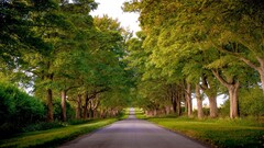 road landscape Trees asphalt outdoors street