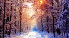 road nature landscape Trees ice winter snow forest sunlight